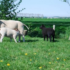 Lamsvlees van het Texels ras