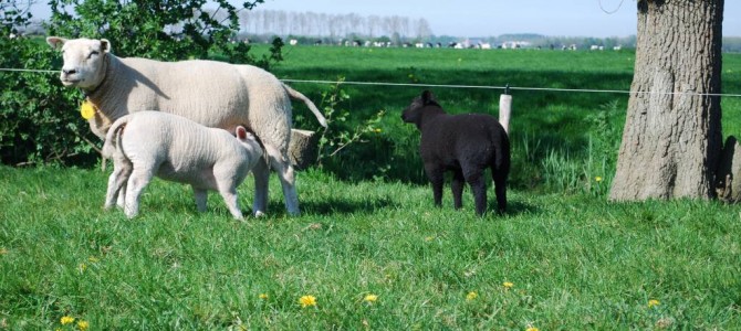 Lamsvlees van het Texels ras