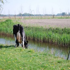 Rundvee van het Fries-Hollandse ras