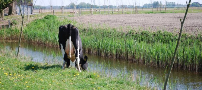 Rundvee van het Fries-Hollandse ras